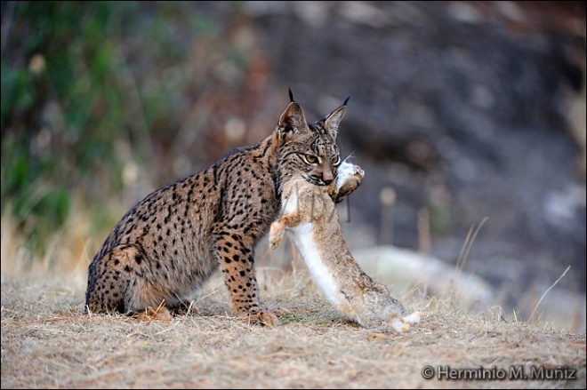 Lince ibérico