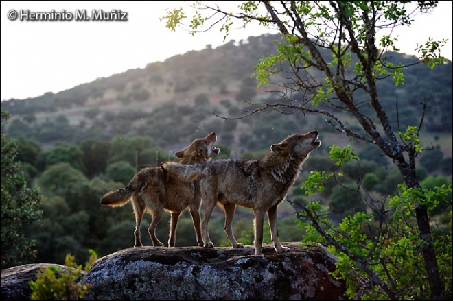 Entre lobos