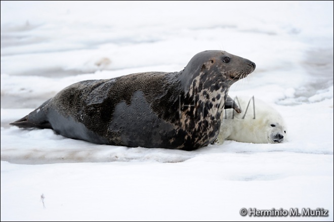 Foca gris-Halichoerus grypus