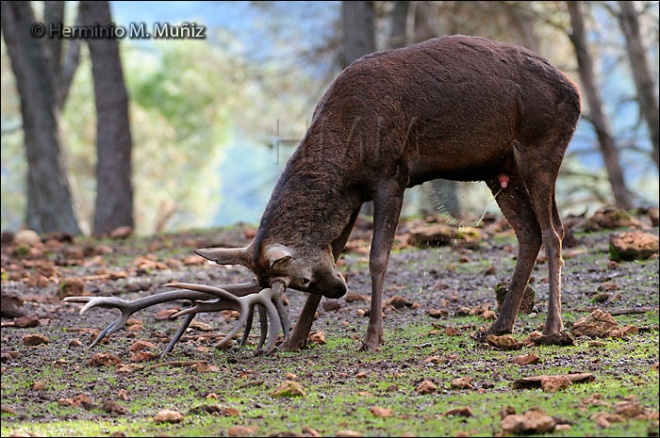 Ciervo-Cervus elaphus